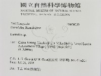 乳菇屬藏品圖，第2張