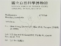 乳菇屬藏品圖，第2張