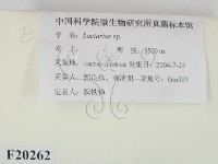 乳菇屬藏品圖，第2張
