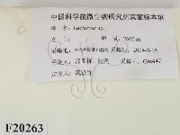 乳菇屬藏品圖，第2張