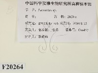 乳菇屬藏品圖，第2張