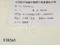 乳菇屬藏品圖，第2張