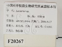 乳菇屬藏品圖，第2張