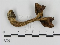登錄號:F0020269藏品圖，第1張