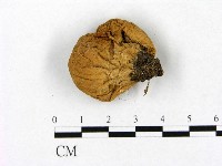 登錄號:F0020272藏品圖，第3張