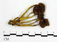 登錄號:F0020281藏品圖，第1張