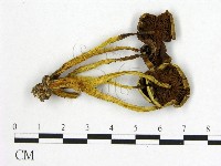 登錄號:F0020281藏品圖，第3張