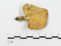 登錄號:F0020282藏品圖，第1張