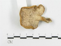 登錄號:F0020282藏品圖，第4張