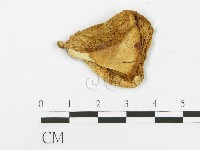 登錄號:F0020283藏品圖，第4張