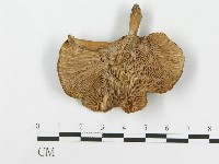 登錄號:F0020284藏品圖，第1張
