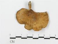 登錄號:F0020284藏品圖，第4張
