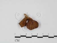 登錄號:F0020285藏品圖，第3張