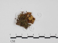 登錄號:F0020286藏品圖，第1張