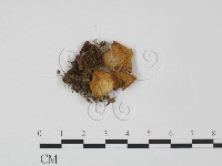 登錄號:F0020286藏品圖，第3張