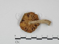 紅菇屬藏品圖，第3張