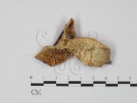 紅菇屬藏品圖，第1張