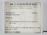 紅菇屬藏品圖，第2張