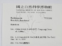 紅菇屬藏品圖，第2張