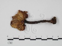 紅菇屬藏品圖，第3張
