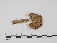 紅菇屬藏品圖，第3張