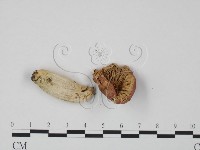 紅菇屬藏品圖，第3張
