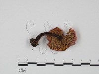 紅菇屬藏品圖，第3張