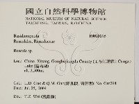 紅菇屬藏品圖，第2張