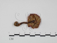 紅菇屬藏品圖，第3張