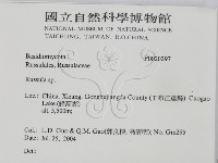 紅菇屬藏品圖，第2張