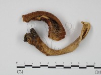 紅菇屬藏品圖，第1張