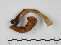 紅菇屬藏品圖，第3張