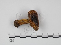 紅菇屬藏品圖，第3張