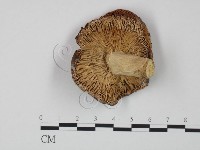 紅菇屬藏品圖，第3張