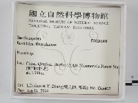紅菇屬藏品圖，第2張
