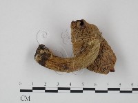 紅菇屬藏品圖，第3張