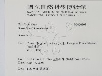 紅菇屬藏品圖，第2張