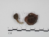 紅菇屬藏品圖，第3張