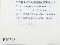 裂褶菌藏品圖，第2張