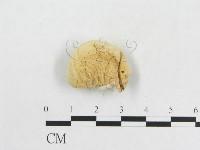 登錄號:F0020307藏品圖，第1張
