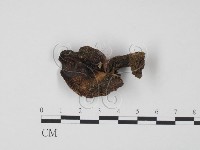 登錄號:F0020308藏品圖，第1張
