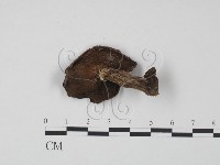 登錄號:F0020308藏品圖，第3張