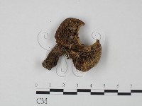登錄號:F0020309藏品圖，第1張