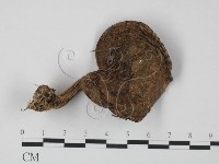登錄號:F0020310藏品圖，第1張