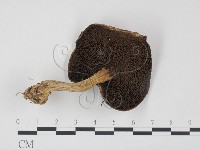 登錄號:F0020310藏品圖，第3張