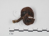 登錄號:F0020311藏品圖，第1張