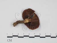 登錄號:F0020311藏品圖，第3張
