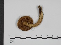 登錄號:F0020313藏品圖，第3張