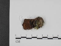 登錄號:F0020314藏品圖，第1張