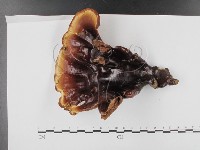 登錄號:F0020315藏品圖，第3張